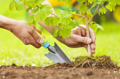 Oak Tree Planting in Honolulu, HI